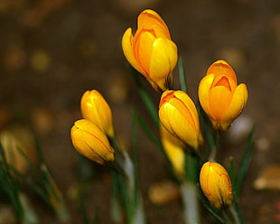 shallow focus of yellow flowers