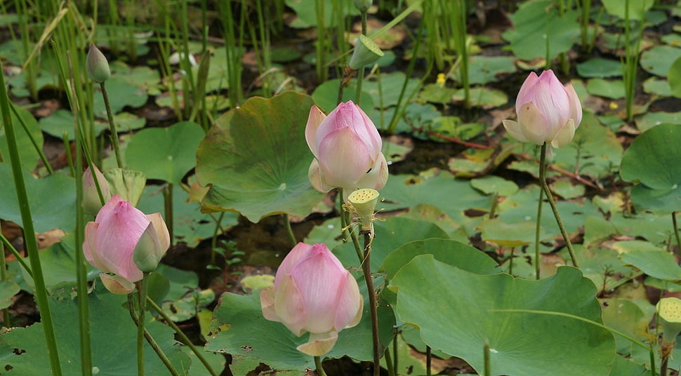 close up shot of water lily HD wallpaper