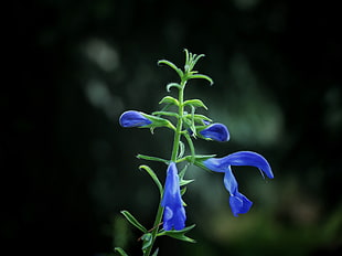 blue salvia flower, Flower, Buds, Blue