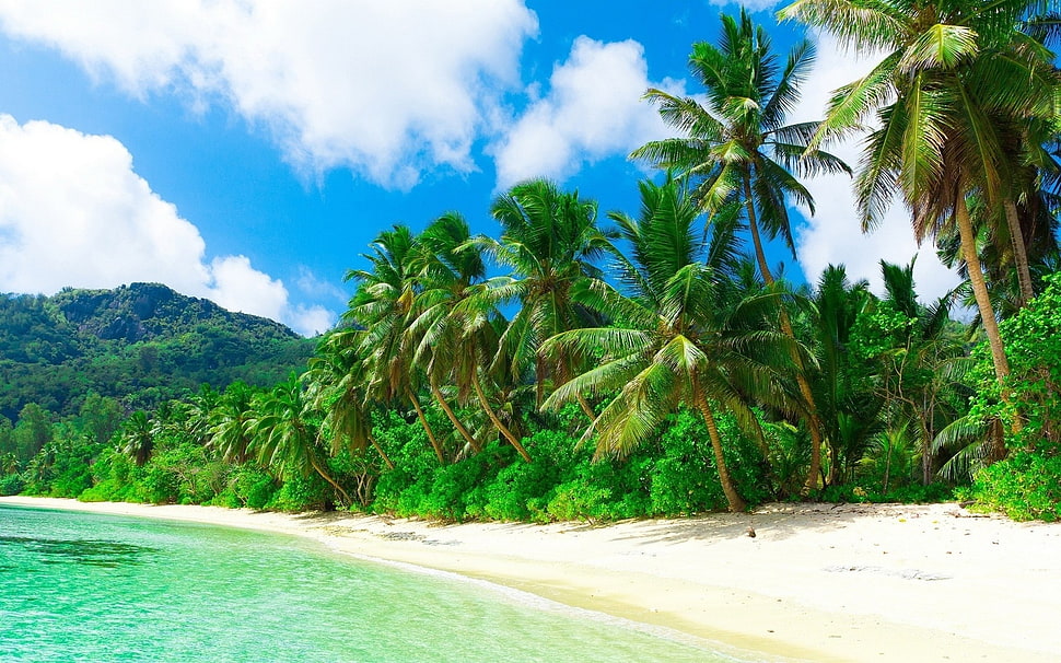 palm tree, nature, landscape, beach, sea HD wallpaper