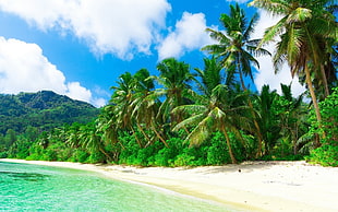 palm tree, nature, landscape, beach, sea