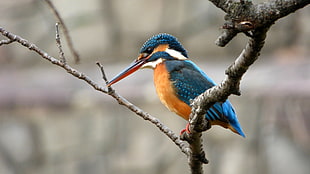 wildlife photography of blue bird on tree branch, kingfisher