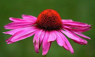 pink petaled flower closeup photo
