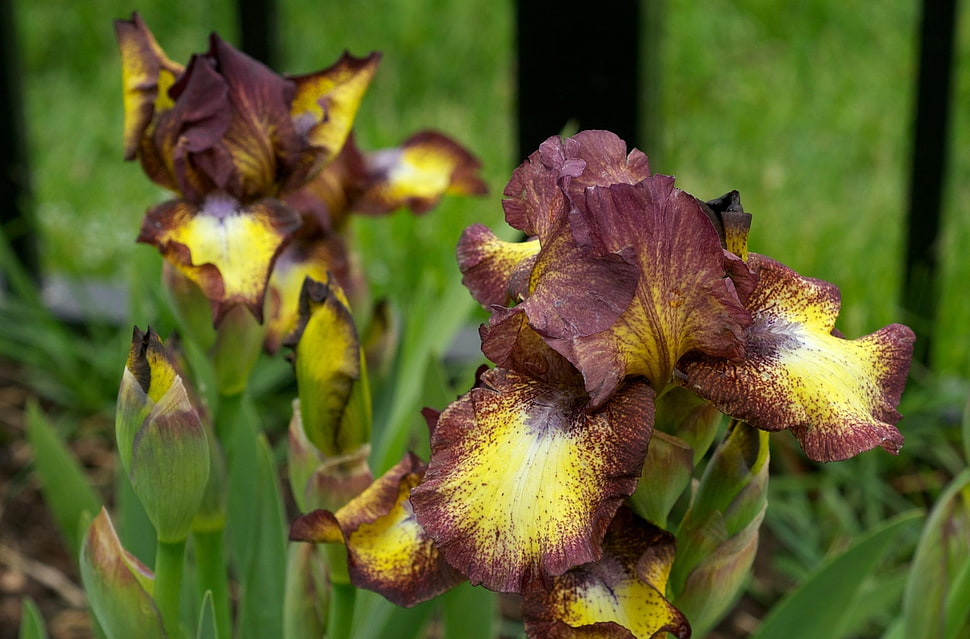 red and yellow tall-bearded Irises closeup photo HD wallpaper