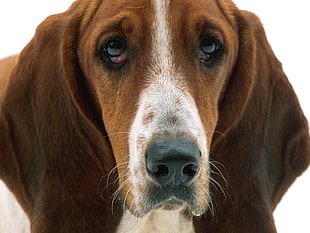 close up photography of Basset Hound HD wallpaper