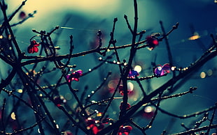 dew in branches in selective focus photography