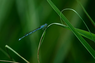 blue damselfly perched on green leaf in closeup photo
