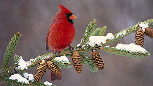 red cardinals