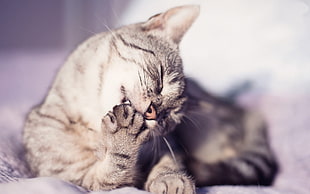 short-fur black and gray cat liking its paws HD wallpaper