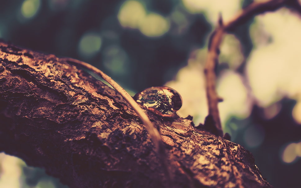 selective focus photography of snail on tree branch, nature, trees HD wallpaper