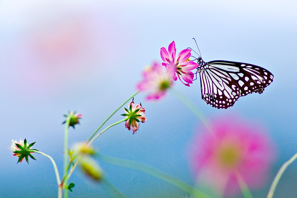 paper kite butterfly perching on pink petaled flower in selective focus photography HD wallpaper