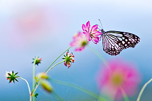 paper kite butterfly perching on pink petaled flower in selective focus photography