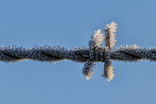 close up photo of snowflakes covered barbwire
