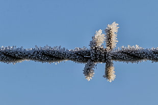 close up photo of snowflakes covered barbwire