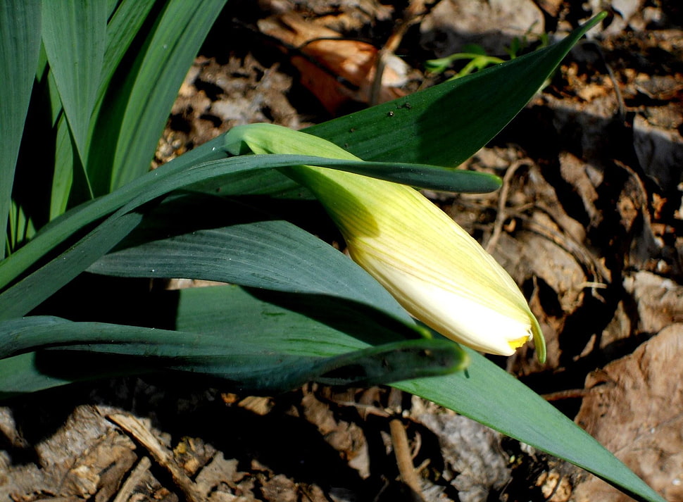 yellow leaf plant HD wallpaper
