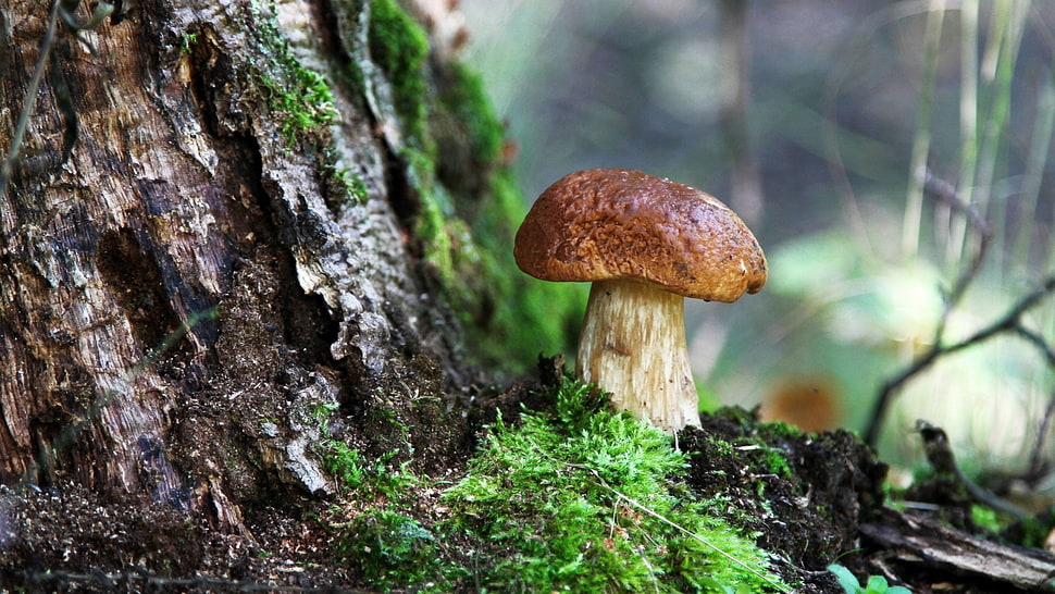 brown and white mushroom, nature, trees, forest, moss HD wallpaper