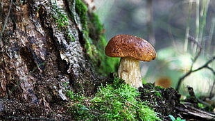 brown and white mushroom, nature, trees, forest, moss