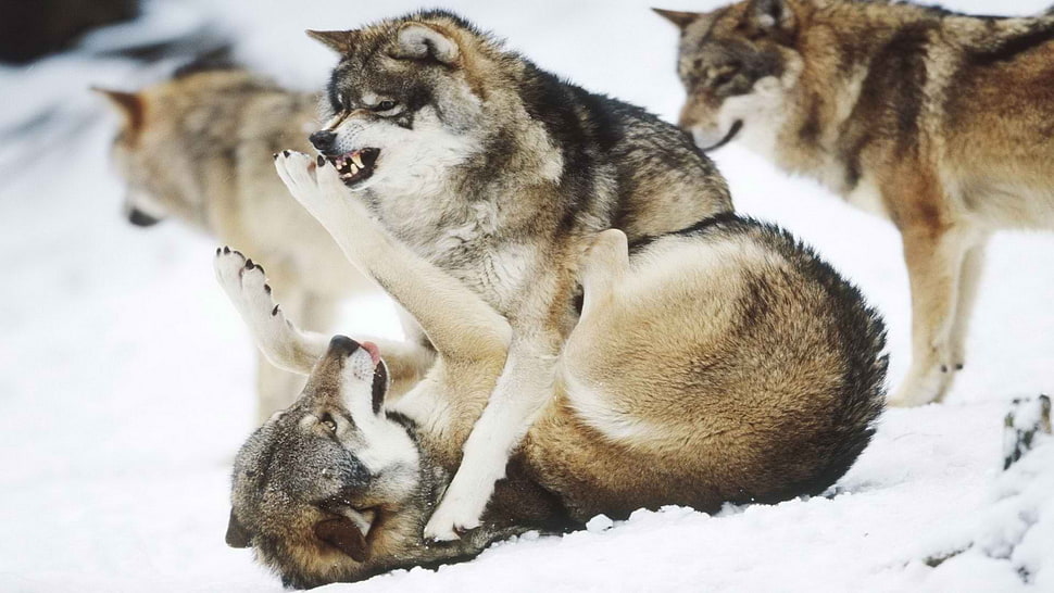 brown wolves, wolf, animals HD wallpaper