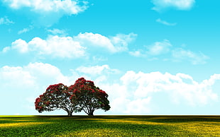 red and green tree, sky, nature, landscape, Photoshop