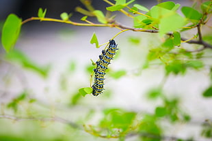 yellow, black, and white spiky caterpillar