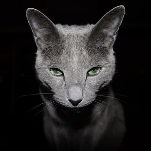 shallow focus on gray cat