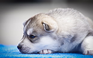 sable Siberian Husky puppy HD wallpaper