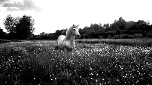 grayscale photo of horse, horse, unicorn, monochrome, flowers