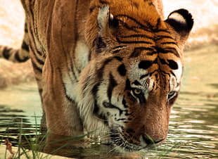 brown and black Tiger in lake