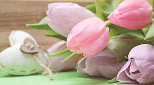 bouquet of pink tulips on green table