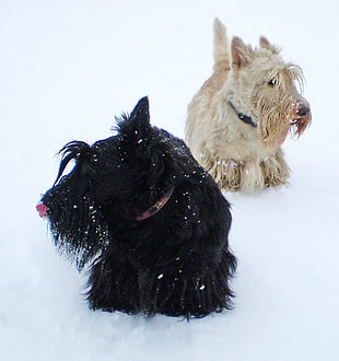 two black and white Scottish Terrier on snow covered ground