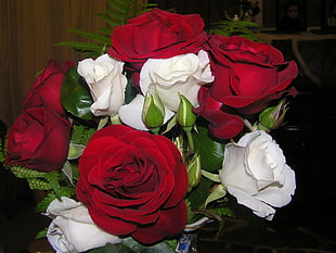 red and white roses HD wallpaper