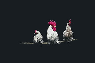 three white hens, birds, dark, chickens, roosters