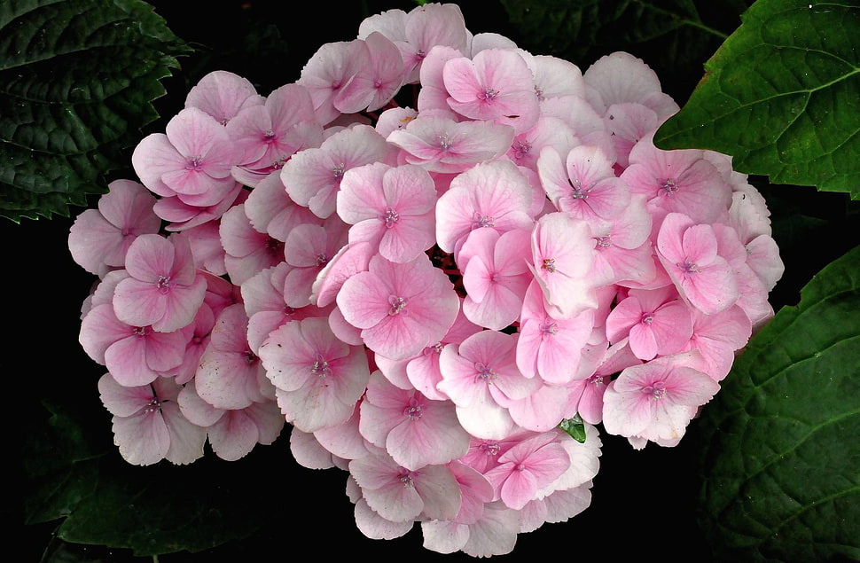 bloomed pink petaled flower HD wallpaper