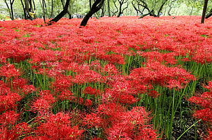 red flower plant field HD wallpaper