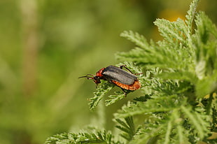false Bombardier Beetle perched on green plant leaf in selective focus photography