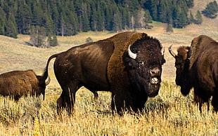 group of buffalo on brown grass field