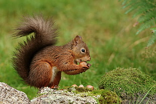 brown squirrel eating near green grass field