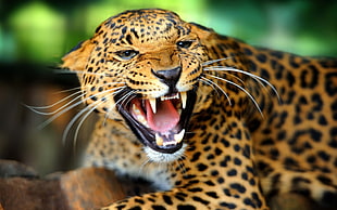 close-up photo of an Leopard