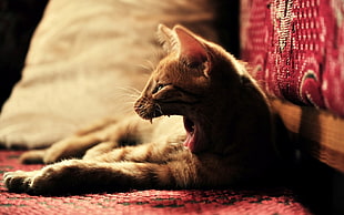 orange tabby cat open mouth