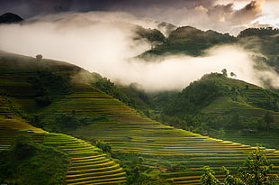 rice terraces aerial view