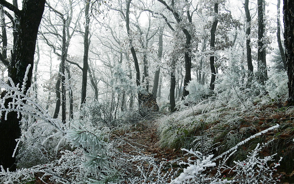 trees covered with snow HD wallpaper