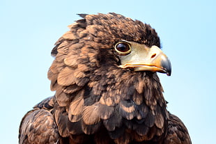 brown eagle, bateleur, yokohama HD wallpaper