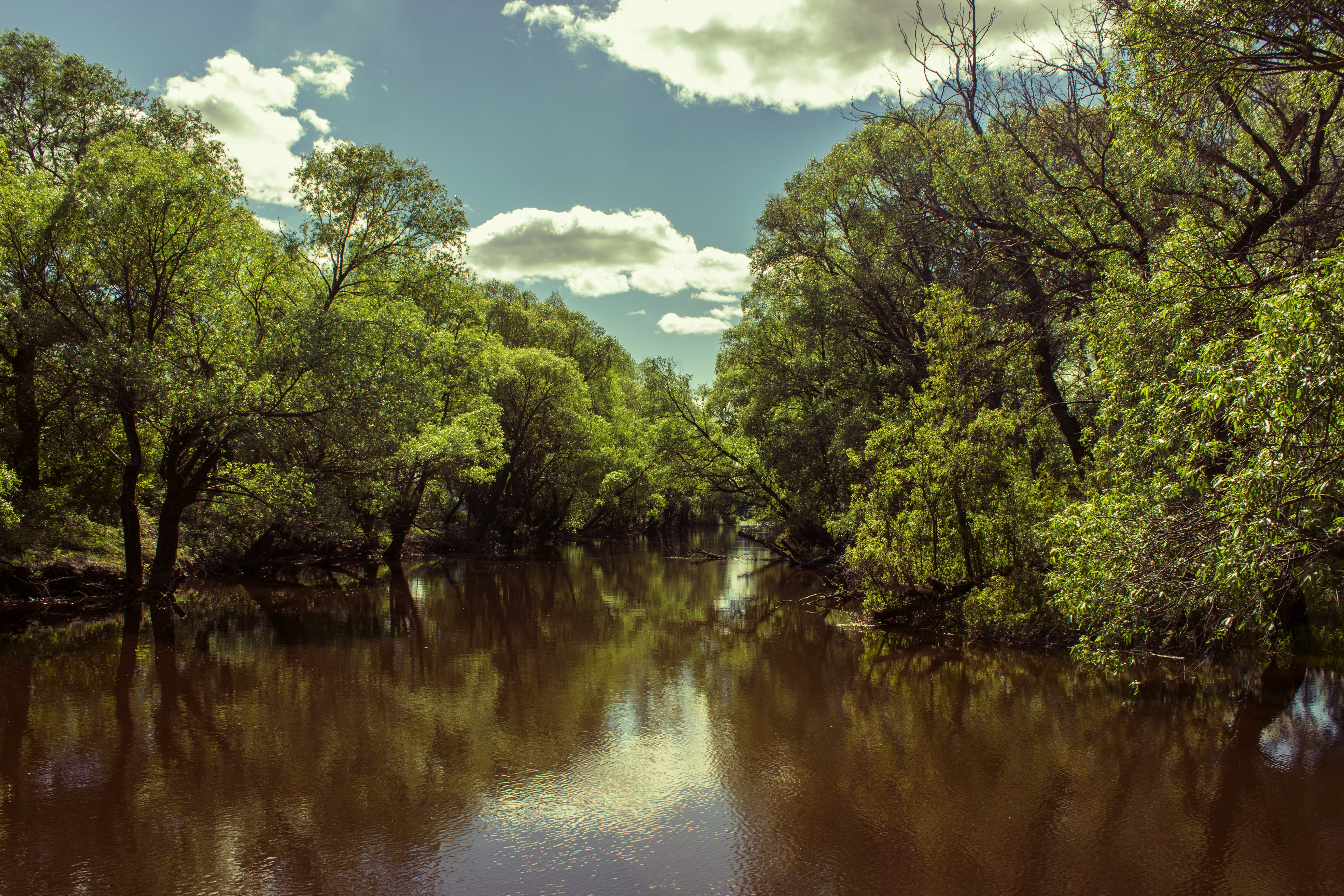 green trees, nature, river