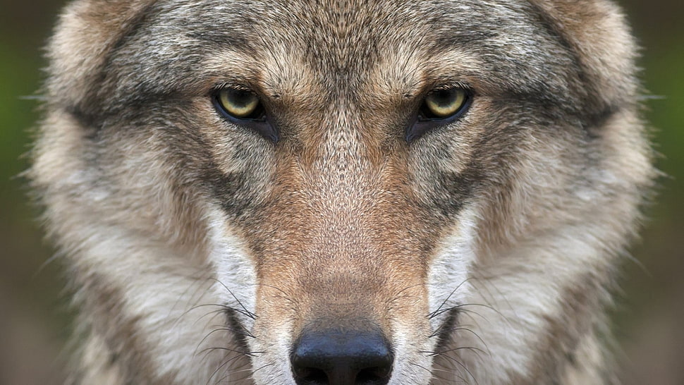 brown and black dog, wolf, animals, nature, closeup HD wallpaper