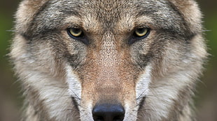 brown and black dog, wolf, animals, nature, closeup HD wallpaper