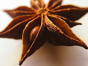 brown seed, Anise, Spice, Close-up