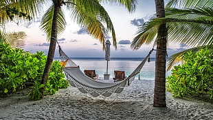 white hammock, landscape, hammocks, palm trees, tropical