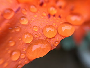 photo of raindrop in leaf HD wallpaper