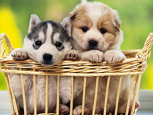 macro shot photography of two puppies in brown wooden basket during daytime