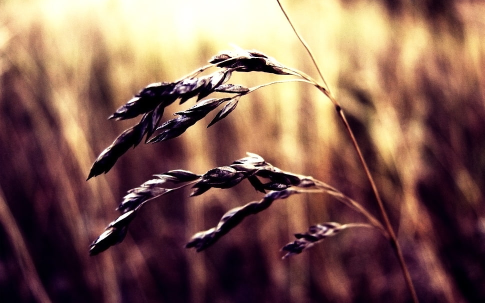 green grass during daytime HD wallpaper